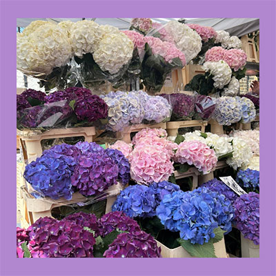 Columbia Road Flower Market